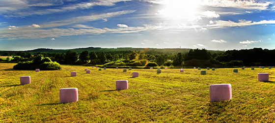 Pink bale wrap on bales for breast cancer awareness